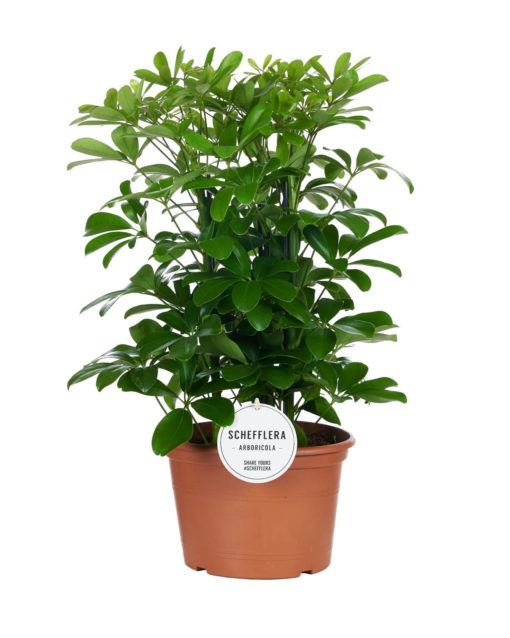 Schefflera Nora - Paraplyplante 21 cm