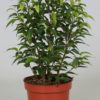 Ficus Benjamina Natasja - Bjørkefiken 12 cm