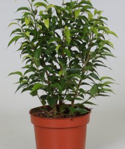 Ficus Benjamina Natasja - Bjørkefiken 12 cm