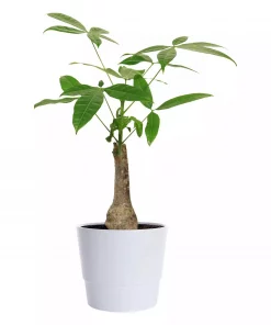 Pachira - Lykkekastanje 14 cm