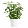Schefflera - Paraplyplante 'Nora' 21 cm