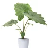 Alocasia - Elefantøre 24 cm