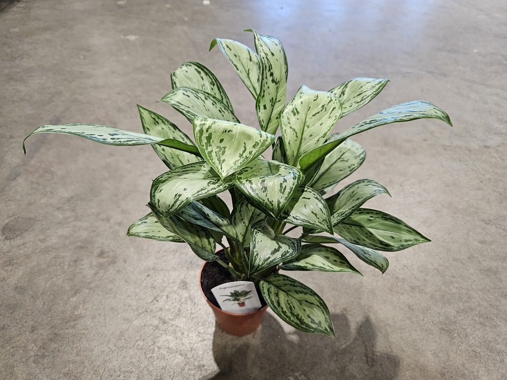 Aglaonema - Sjømannstrøst 14 cm - Plantehallen AS