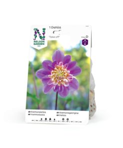 Dahlia - Georgine Høy anemone - Take off