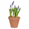 Muscari - Perleblomst 9 cm