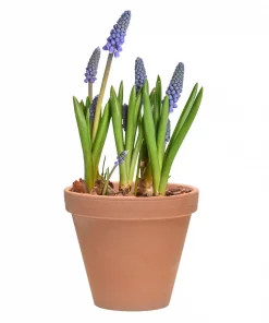 Muscari - Perleblomst 9 cm