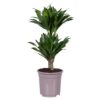 Dracaena Compacta 2 stam - Dragetre 17 cm