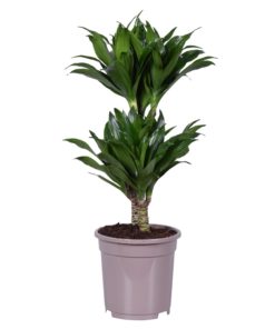 Dracaena Compacta 2 stam - Dragetre 17 cm