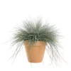 Festuca Glauca 'Intens Blue' - Blåsvingel 23 cm