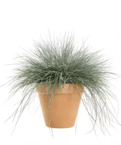 Festuca Glauca 'Intens Blue' - Blåsvingel 23 cm