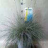 Festuca Glauca 'Intens Blue' - Blåsvingel 23 cm