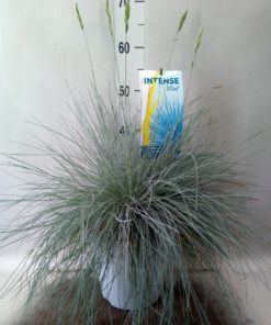 Festuca Glauca 'Intens Blue' - Blåsvingel 23 cm
