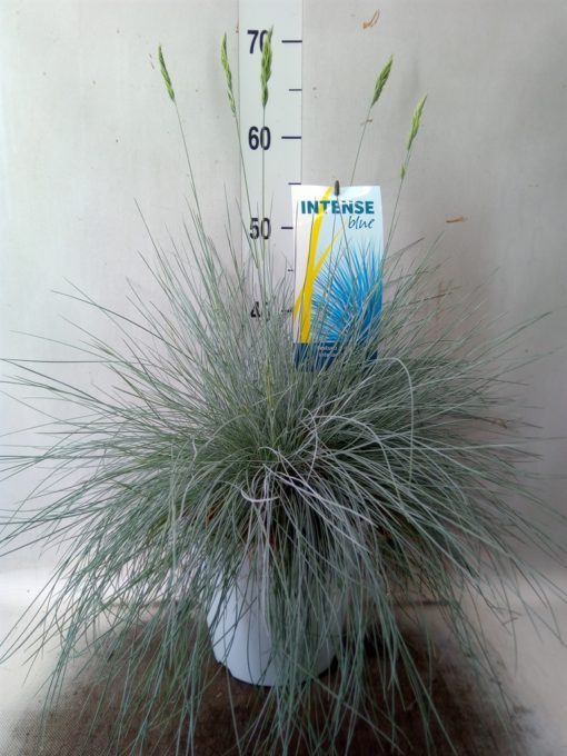 Festuca Glauca 'Intens Blue' - Blåsvingel 23 cm