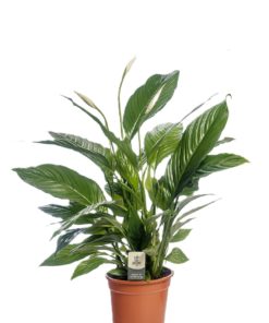 Spathyphyllum - Fredslilje 17 cm