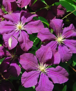 Clematis 'Etoile Violet' 15 cm