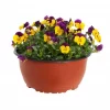 Stemor - Viola 23 cm skål