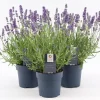 Lavendula Angustifolia - Lavendel 13 cm