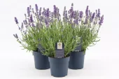 Lavendula Angustifolia - Lavendel 13 cm