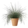 Festuca Glauca 'Intens blue'  - Blåsvingel 17 cm