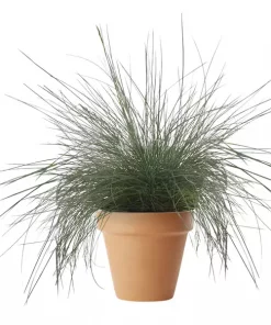 Festuca Glauca 'Intens blue'  - Blåsvingel 17 cm