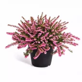 Erica Carnea - Vårlyng 11 cm