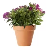 Alstroemeria - Inkalilje rosa 19 cm