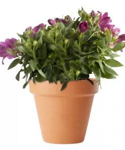Alstroemeria - Inkalilje rosa 19 cm