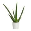 Aloe Vera mini