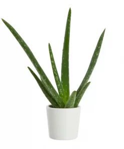 Aloe Vera mini