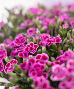Dianthus - Hagenellik Pink Kisses 23 cm skål