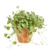 Dichondra 'Silver Falls' - Sølvregn 12 cm