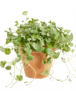Dichondra 'Silver Falls' - Sølvregn 12 cm