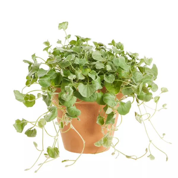 Dichondra 'Silver Falls' - Sølvregn 12 cm