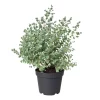 Eucalyptus 17 cm