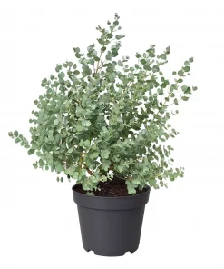 Eucalyptus 17 cm