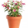 Fuchsia - Tåre 12 cm stående