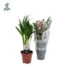 Dypsis Lutescens - Arekapalme 12 cm