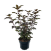 Physocarpus 'Diabolo' - Blærespirea 17 cm