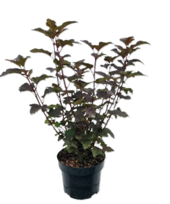 Physocarpus 'Diabolo' - Blærespirea 17 cm