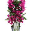 Bougonvillea Sanderiana - Trillingblomst Espalier 19 cm
