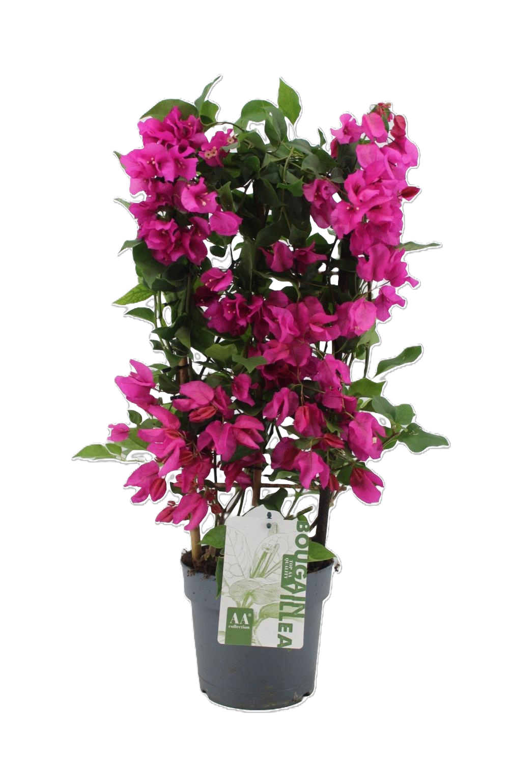 Bougonvillea Sanderiana - Trillingblomst Espalier 19 cm