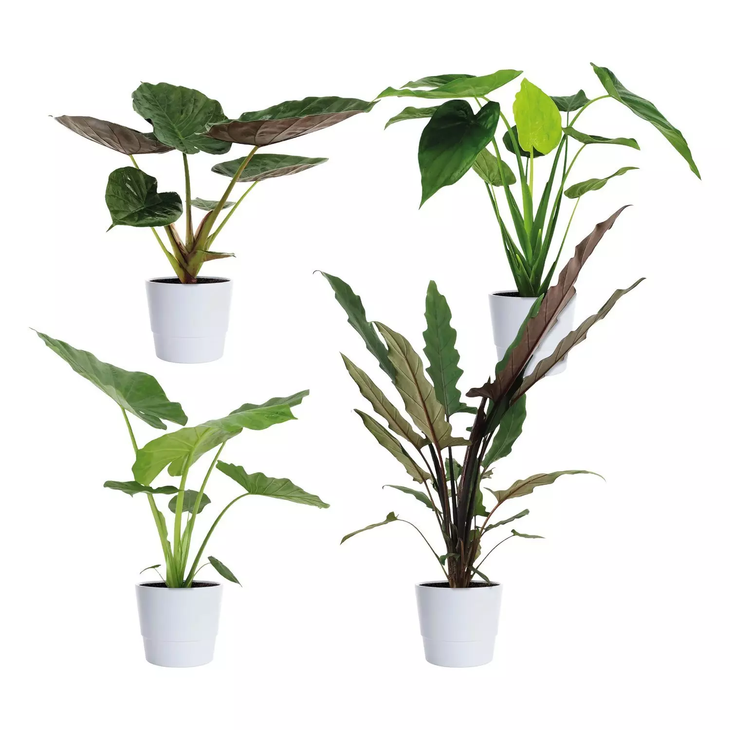Alocasia - Elefantøre 17 cm