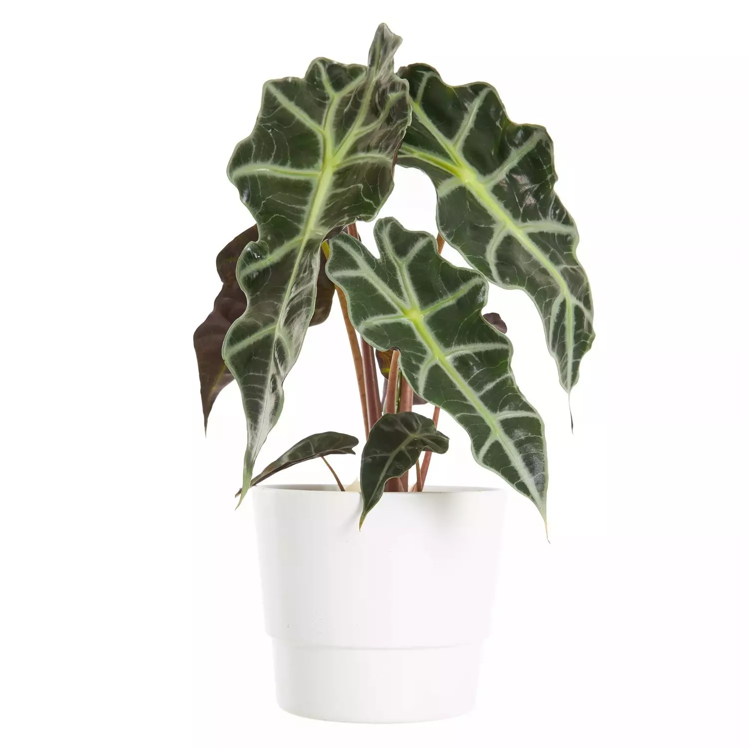Alocasia - Elefantøre Polly 17 cm