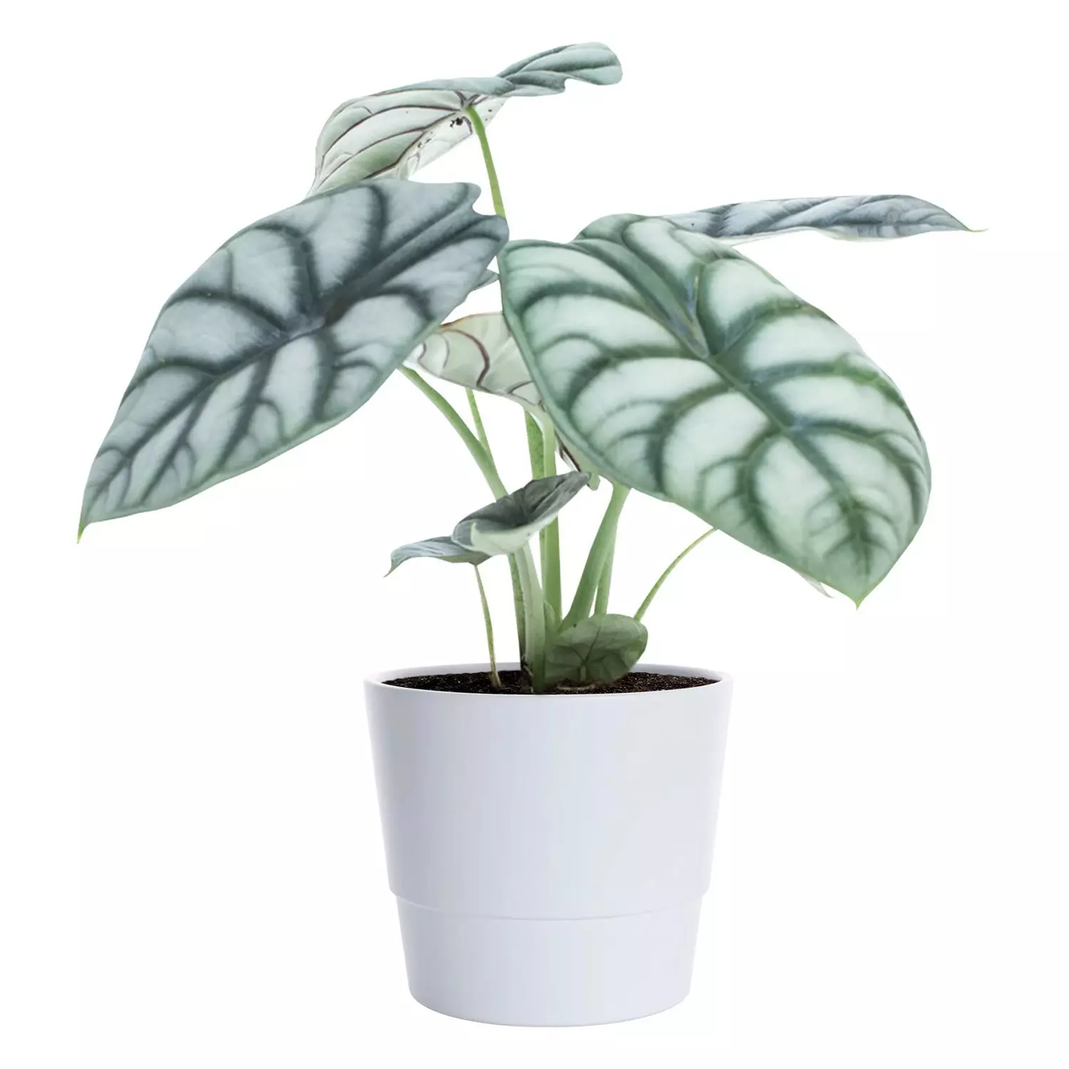 Alocasia - Elefantøre 'Silver Tarragon' 12 cm