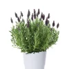 Lavandula stoechas 'Anouk' - Sommerfugllavendel 15 cm