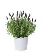 Lavandula stoechas 'Anouk' - Sommerfugllavendel 15 cm