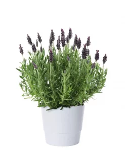 Lavandula stoechas 'Anouk' - Sommerfugllavendel 15 cm
