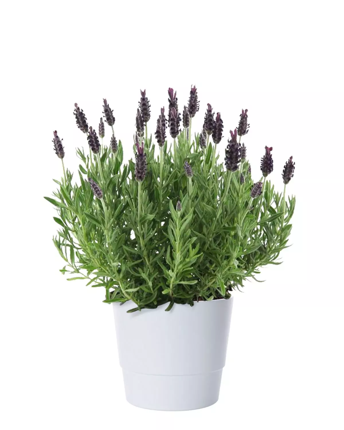 Lavandula stoechas 'Anouk' - Sommerfugllavendel 15 cm