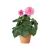 Dahlia - Georginer 12 cm