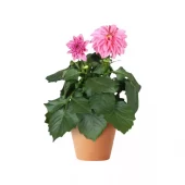 Dahlia - Georginer 12 cm